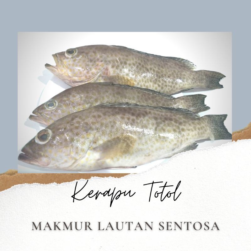 

IKAN KERAPU TOTOL FRESH