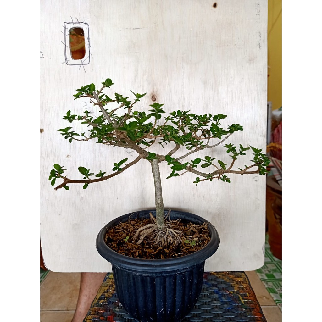 BONSAI SANCANG/POHON BONSAI/BUNGA HIAS/TANAMAN HIAS