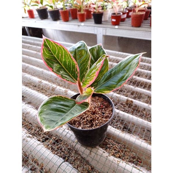 Aglonema Lipstik Greg Nirwana Bibit