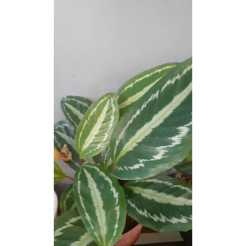 tanaman hias calathea silver black