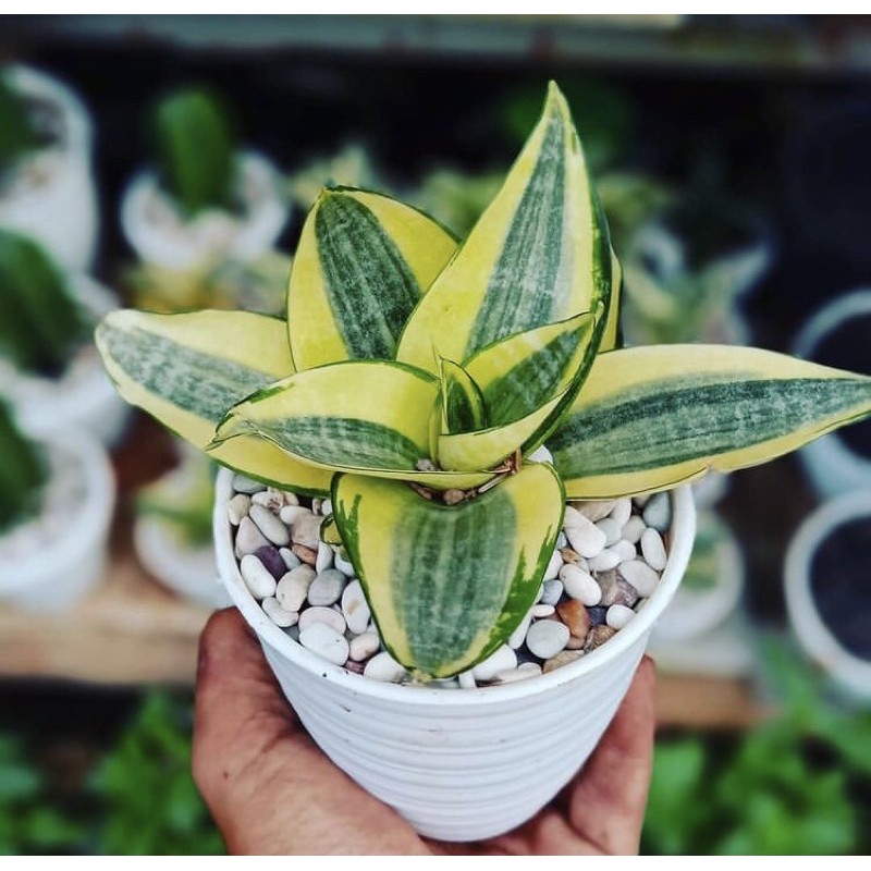 Sensivera Hahnii / Sensivera Golden Hahnii