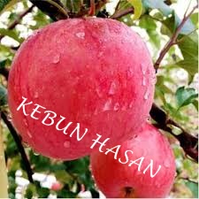 Bibit Apel fuji