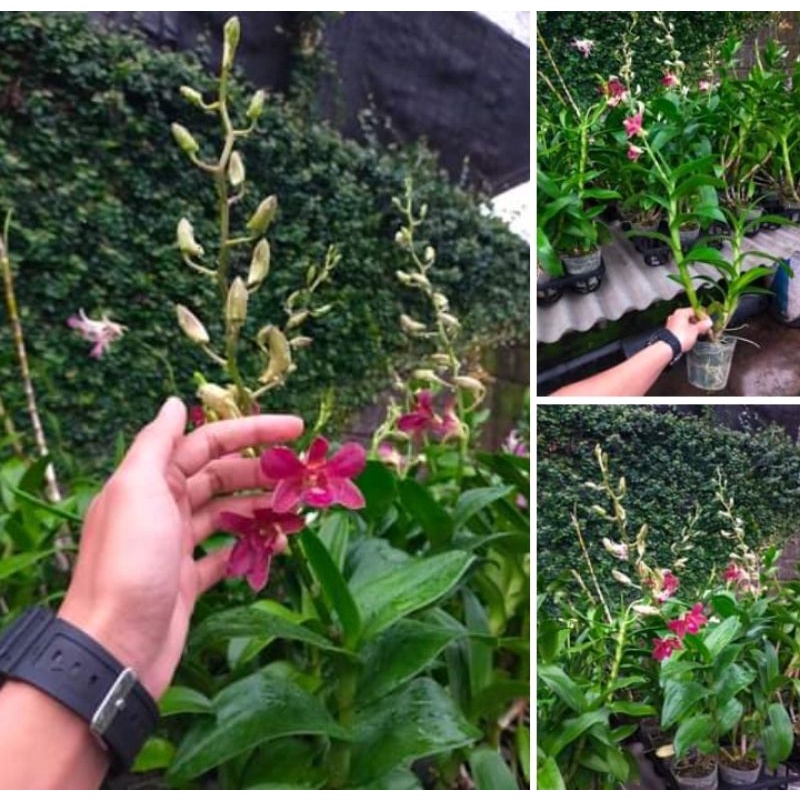 anggrek dendrobium bertachong berbunga besar