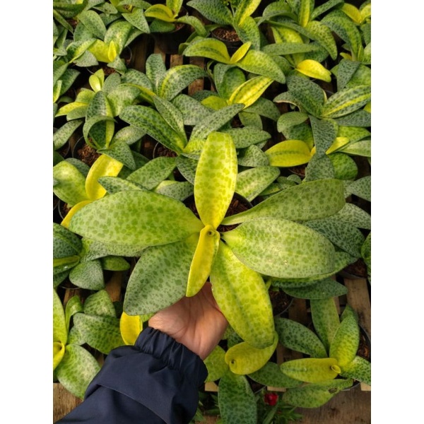 tanaman hias lidah katak lemon / sukulen lidah katak