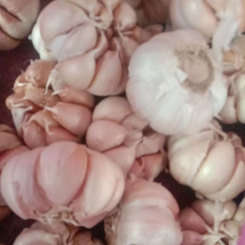 

bawang putih honan bersih (5kg) 5cm up