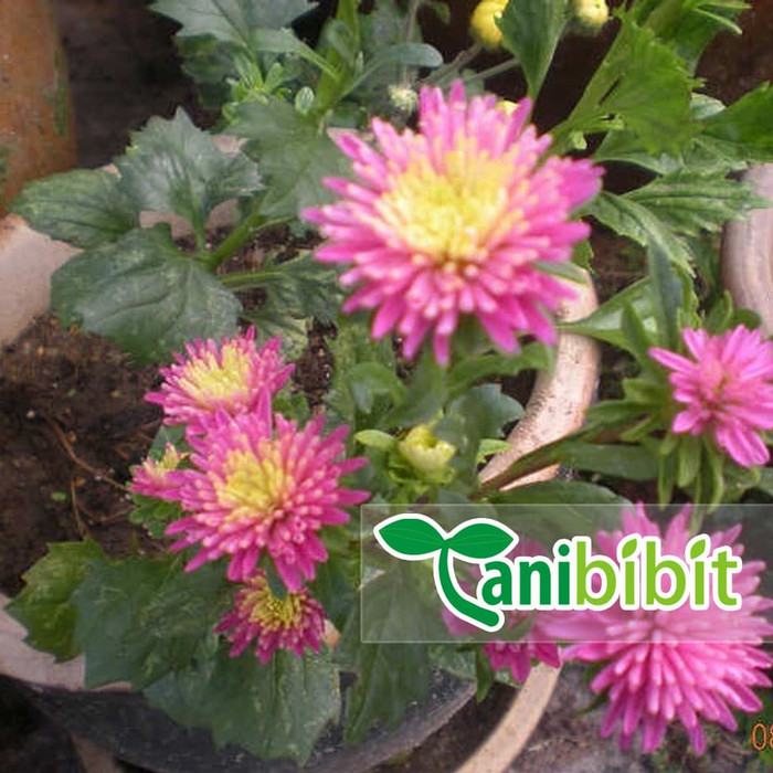 Jual Tanaman Bunga Krisan Aster Pink Seruni Bibit Pohon Hias Semi