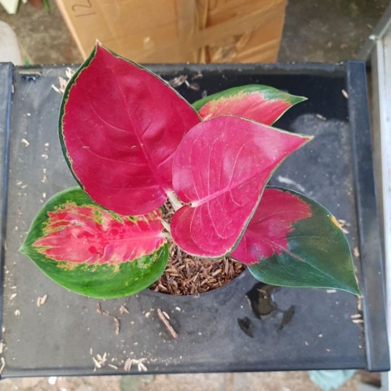 Aglonema Suksom Jaipong Indukan Rumpun 4 (Real Pict)