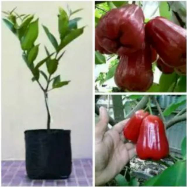 Bibit Jambu Air Lilin Merah