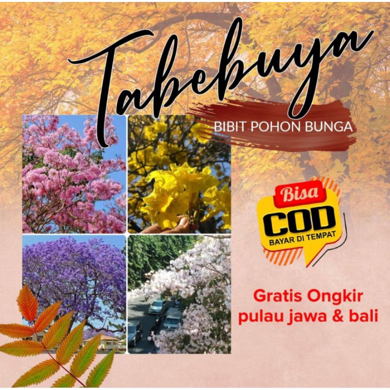 Bibit Bunga Tabebuya Promo dapat 5 pohon