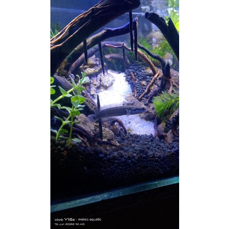channa blue pulchra size 7-8cm sortiran yellow spot dan black dot,pelengkap aquarium