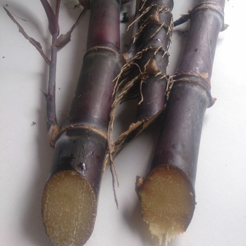 BIBIT TEBU HITAM / TEBU WULUNG / TEBU IRENG