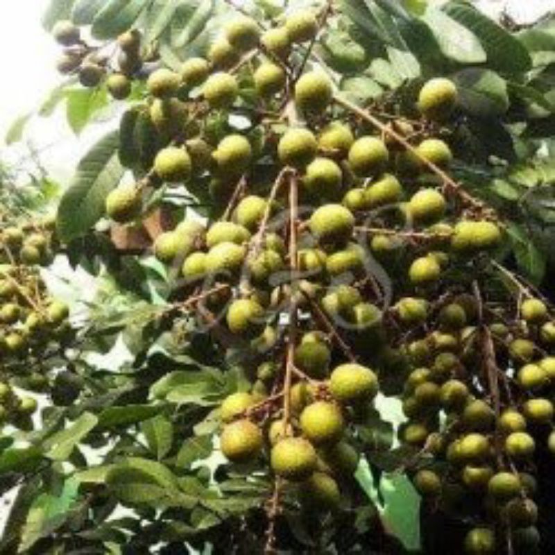 bibit lengkeng aroma durian benih pohon tanaman buah klengkeng di dalam pot tabulampot taman