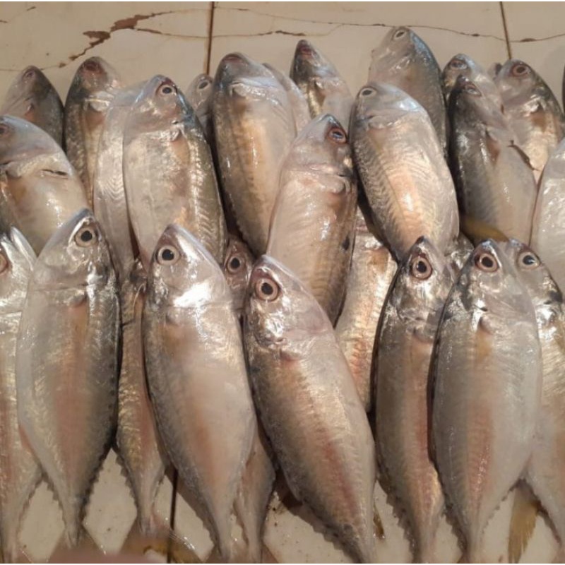 

ikan kembung segar 500 grm