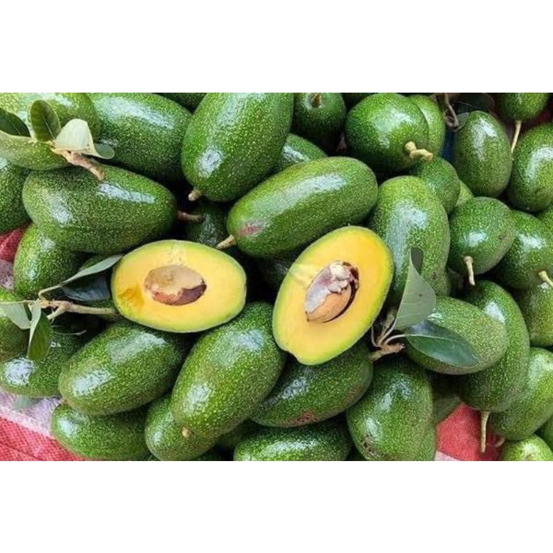 Bibit Alpukat Import Alpukat Cuba Original