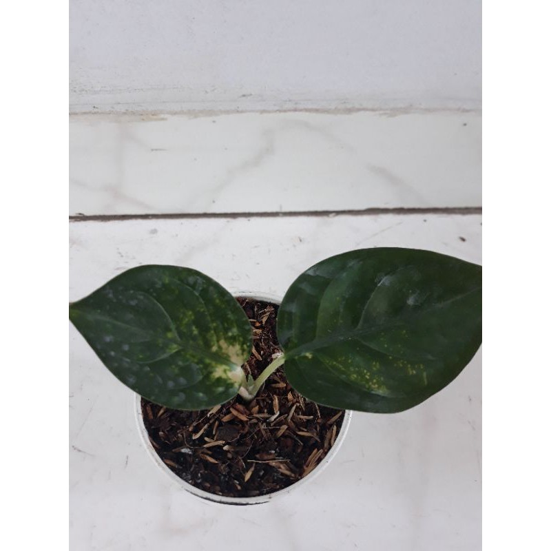 Aglonema Sultan Brunei (Anakan)