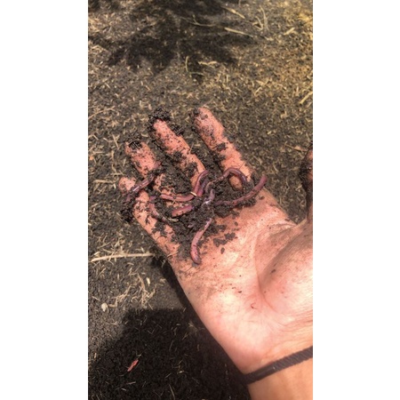 Cacing Tanah ANC 1 Kg Hidup - Garansi