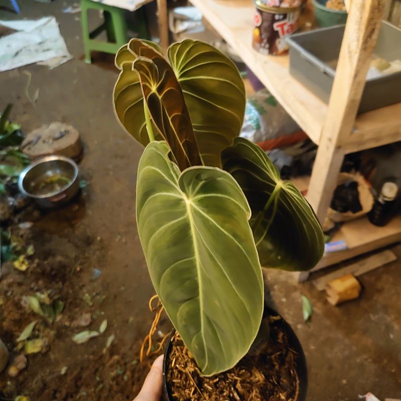 DIARY PETANI - Tanaman Hias Melano Philodendron Melanocrysum