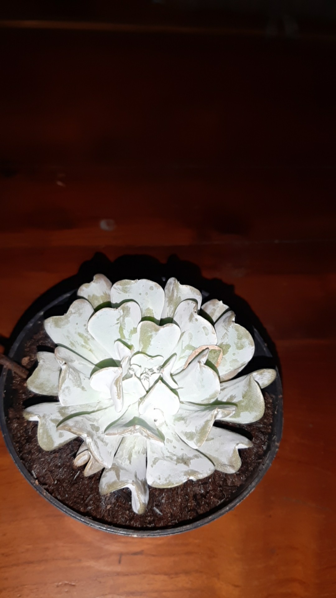 Sukulen Murah Indah
