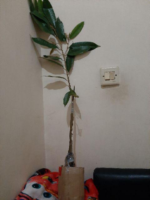 Bibit Durian Hitam Kaki Tiga