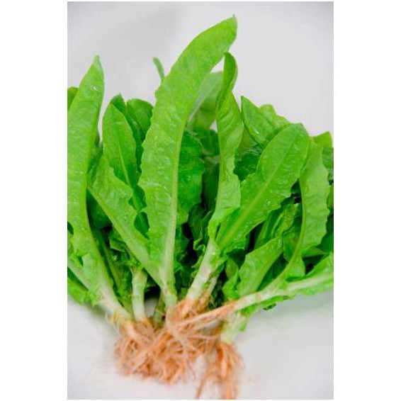

Lettuce Siaomak ORGANIK