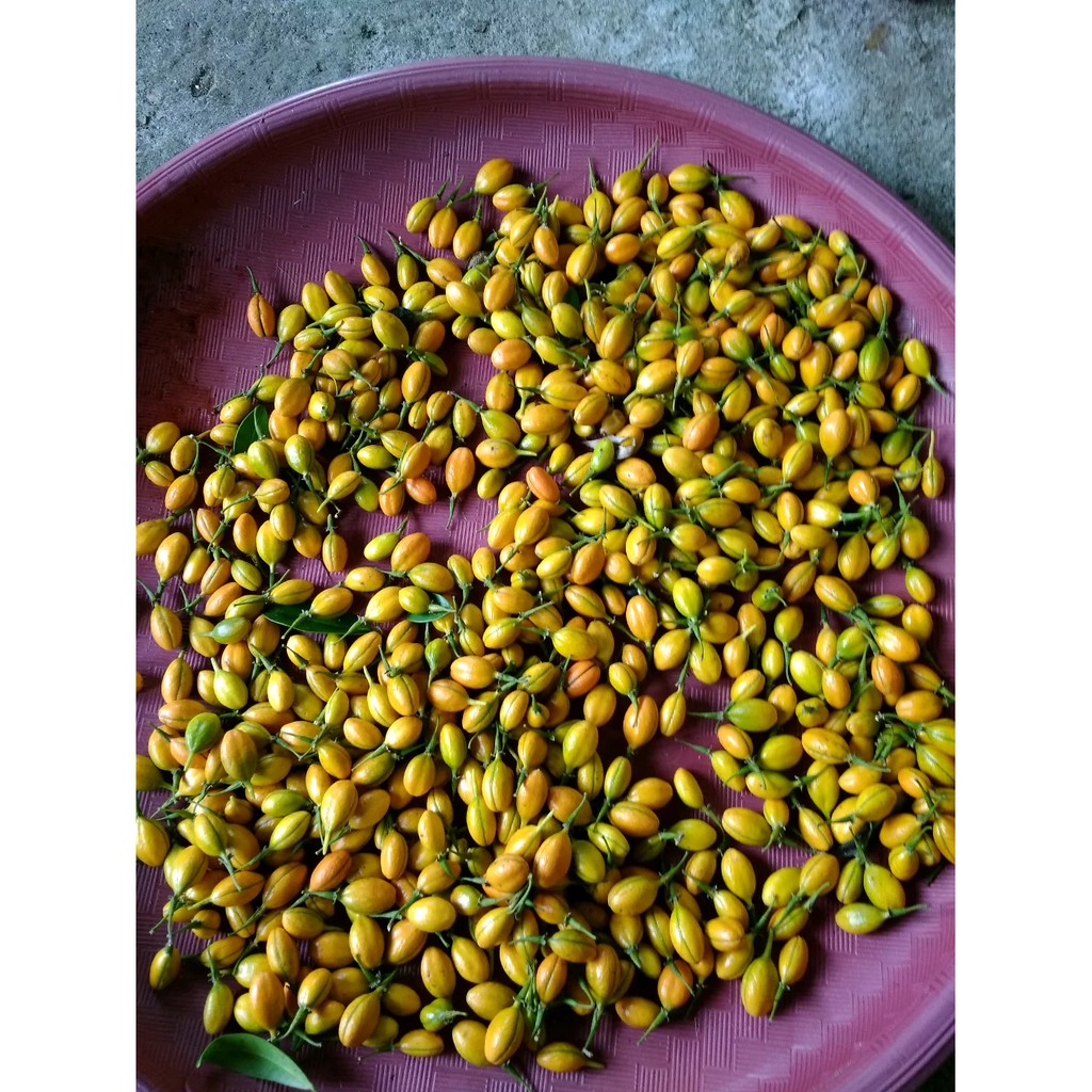 Biji Gaharu (READY 3 PAKET) Siap Semai