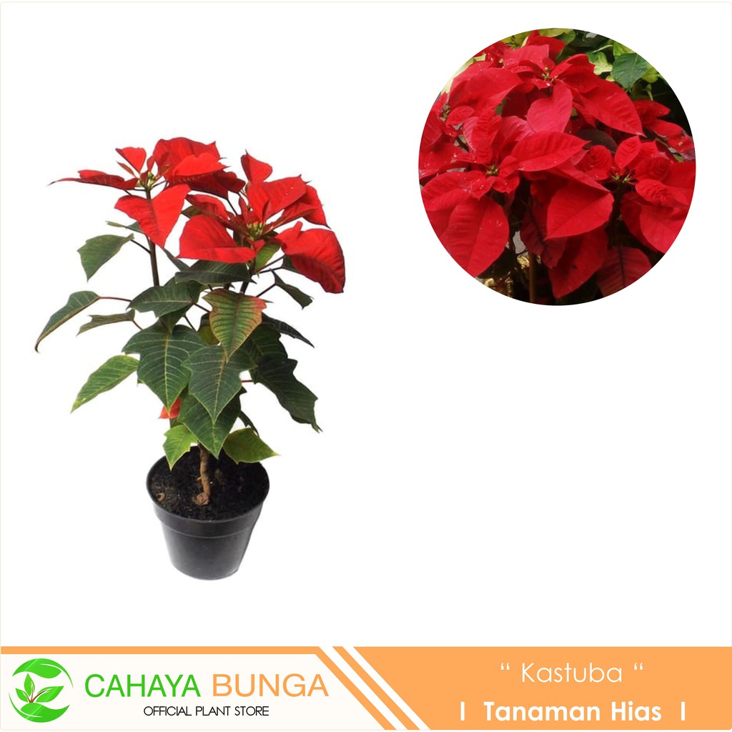  Tanaman  Hias  Kastuba Poinsettia Merah Shopee Indonesia