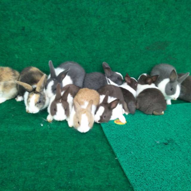 Anakan Kelinci Dutch