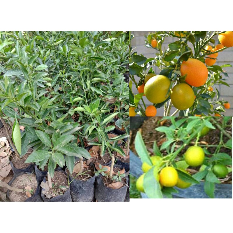 Berbuah / Berbunga Bibit Tanaman Jeruk Tongheng/Jeruk Kimkit Berbuah