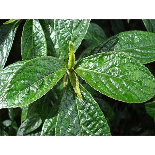 

Daun Keji Beling Keci Picah Kecibeling Enyoh Kelo 100 gr