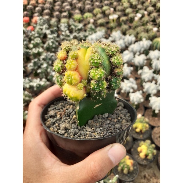 gymno Damsii variegata pot 10cm