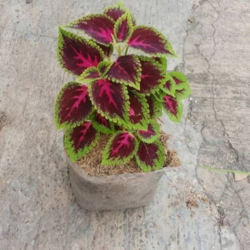 Tanaman Miyana Merah/Miyana Hias/ Miyana Murah