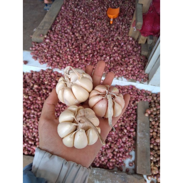 

bawang putih bersih