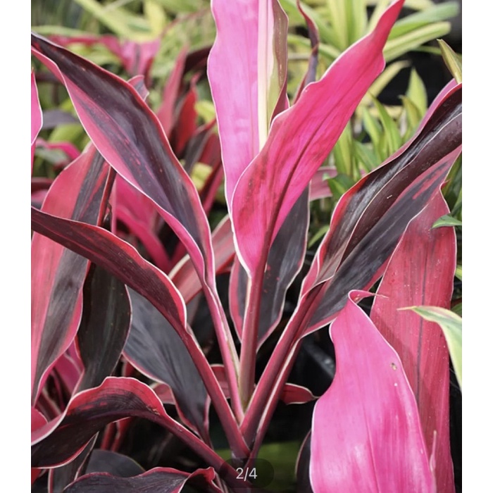 tanaman srirejeki merah - tanaman hias andong merah