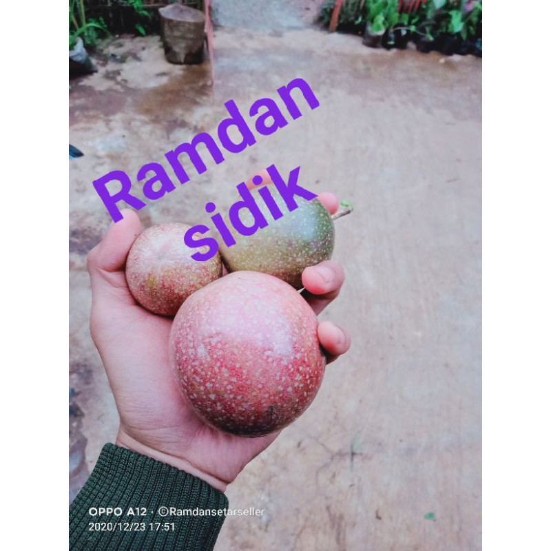 

termurah jual buah markisa banyak khasiatnya atau juga di sebut fasiplora.bearat 1 kg