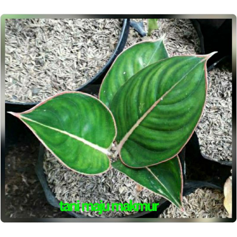 AGLONEMA LIPSTIK BLACK/lipstik peterpan/lipstik flamingo dewasa