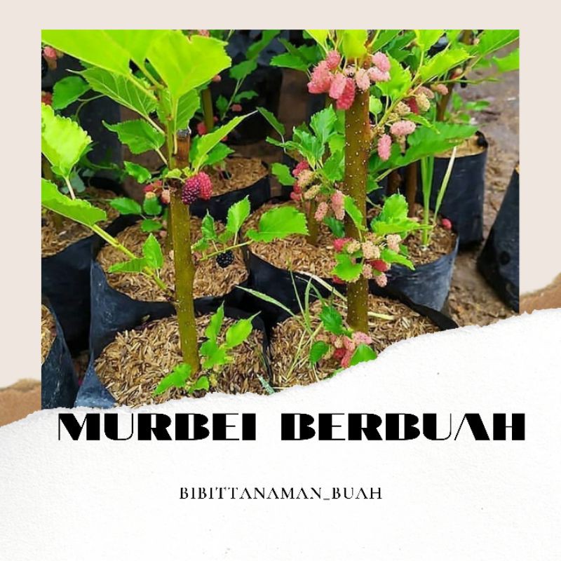 Bibit mulberry / Bibit murbei berbuah / Murbei cangkok / Murbei jumbo