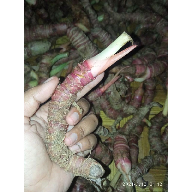ALOCASIA CUPREA (BONGGOL SEDANG)