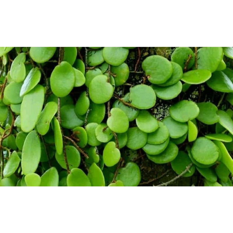 

PROMO... daun sisik naga atau picisan asli murah 1 kg