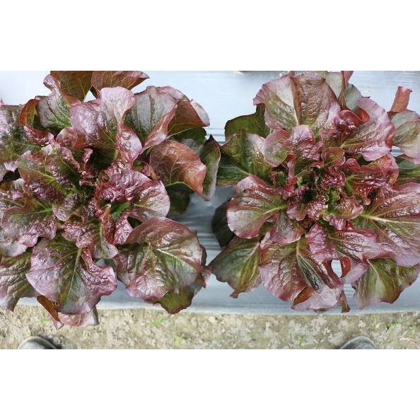 Benih Bibit Biji - Lettuce Chloe Red Selada Merah Seeds - Panen Dalam 38 Hari