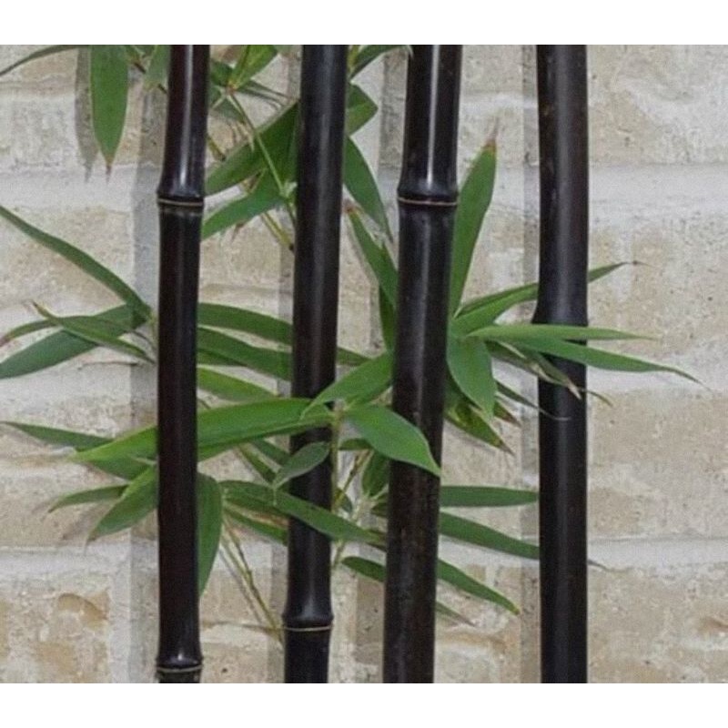 

[Fresh] POTONGAN BAMBU HITAM 1KG DIAMETER 4-8 CM / SEDANG