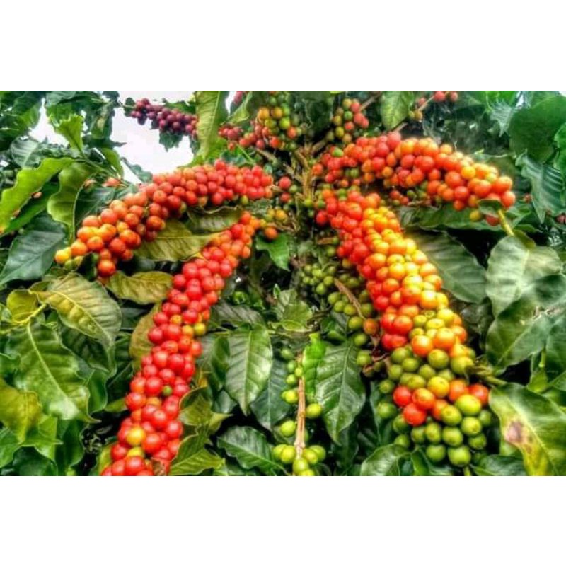 bibit kopi arabika unggul