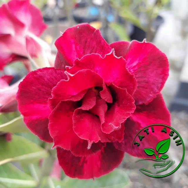 

Bibit bunga kamboja jepang / Bibit adenium Scorpio