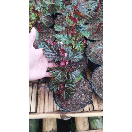 Begonia Rex Spider | Begonia Rex | Begonia Rex Totol Merah