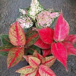 Promo!! Paket 3 Bonggol Aglonema Tree Color- Aglonema Suksom - Aglonema Legacy