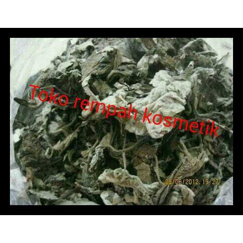 

DAUN SEMBUNG KERING