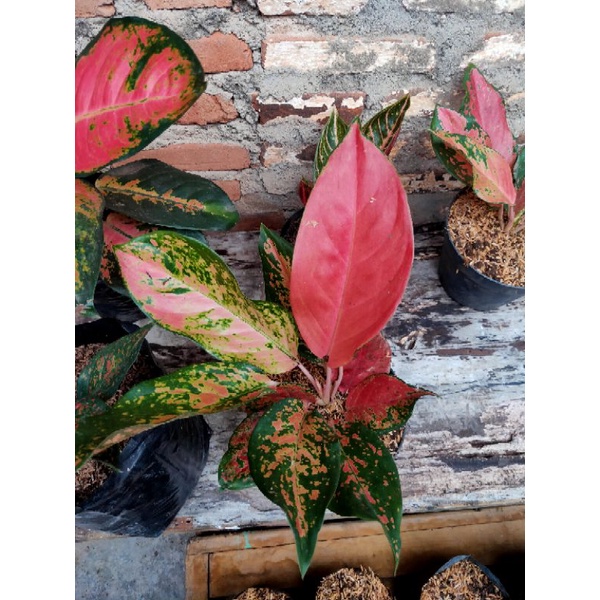 aglonema khocin camelon