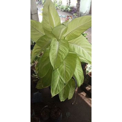 Diven Tisu BAHAGIA putih merona