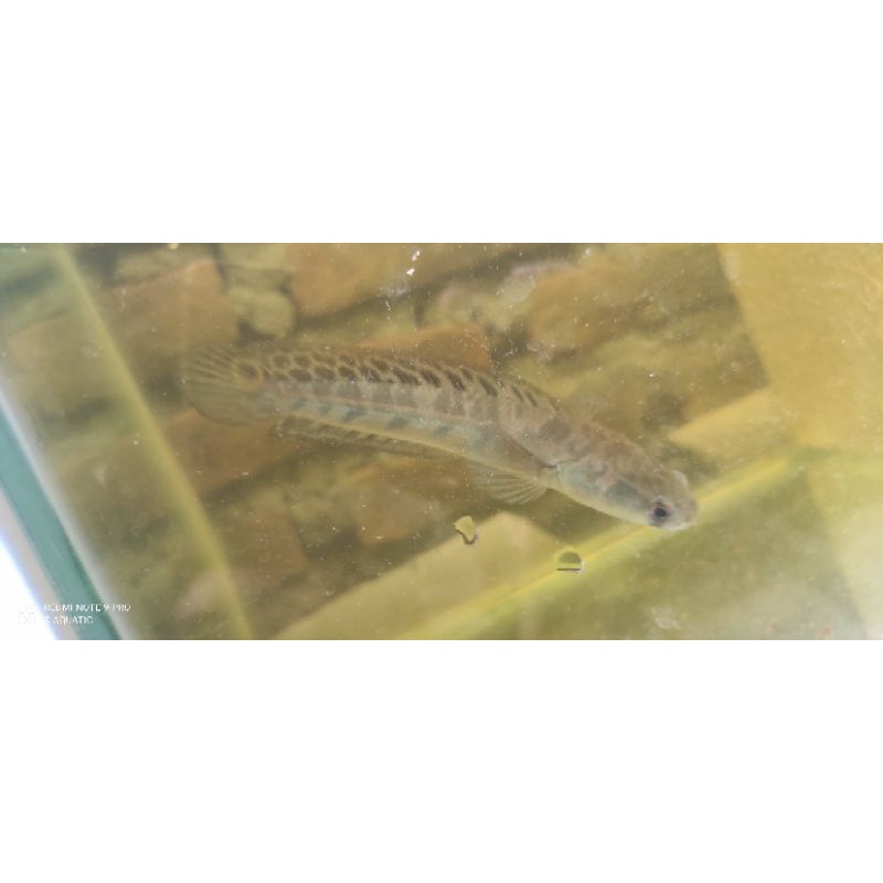 MARULIODES YELLOW SENTARUM SIMETRIS