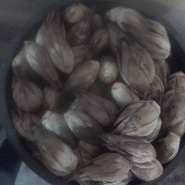 

Buah GOLOBE /GALOBA/Pining bawang asli halmahera utara