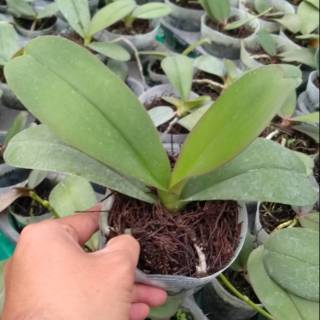 Anggrek Bulan Remaja Murah Shopee Indonesia Anggrek Bulan Remaja Murah Shopee Indonesia